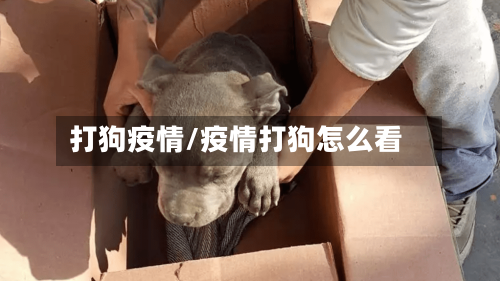 打狗疫情/疫情打狗怎么看