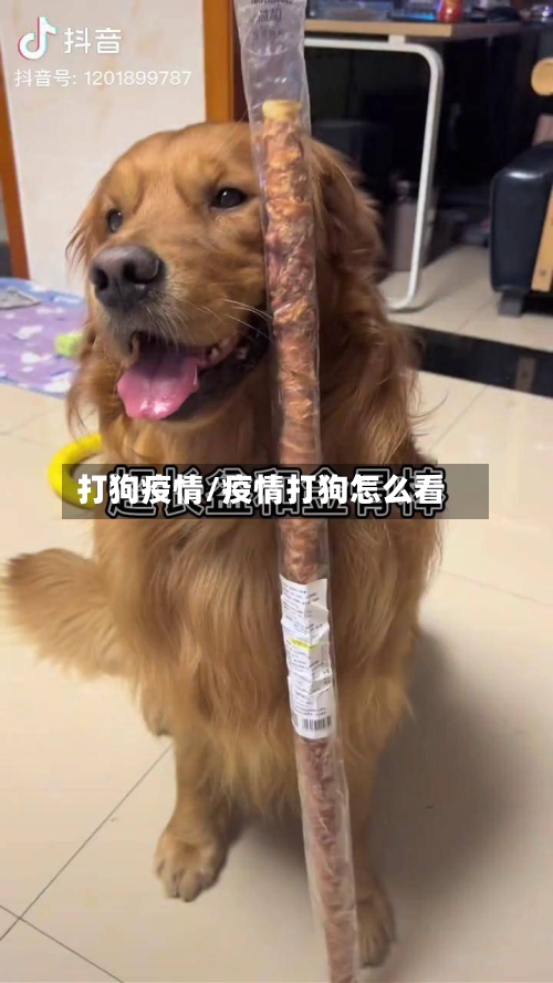 打狗疫情/疫情打狗怎么看-第3张图片