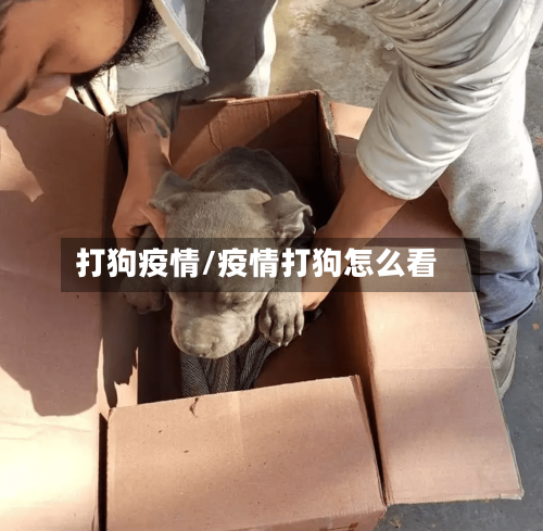 打狗疫情/疫情打狗怎么看-第1张图片