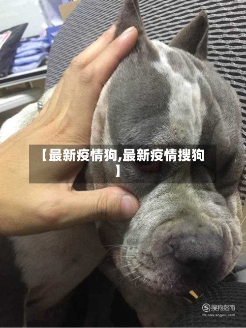 【最新疫情狗,最新疫情搜狗】-第1张图片
