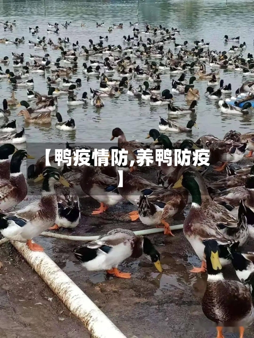 【鸭疫情防,养鸭防疫】-第2张图片